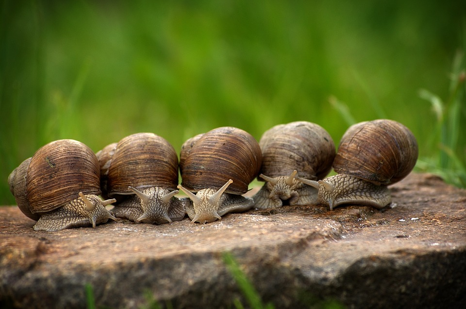 Les phases a respecter pour degorger des escargots